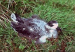 White-naped petrel. Fledgling. Macauley Island, Kermadec Islands, May 1982. Image © Colin Miskelly by Colin Miskelly.