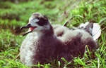 White-naped petrel. Chick. Macauley Island, Kermadec Islands, May 1982. Image © Colin Miskelly by Colin Miskelly.