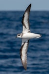 Black-winged petrel | Karetai kapa mangu. Adult in flight. East of Poor Knights Islands, February 2022. Image © Scott Brook by Scott Brooks.