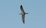Black-winged petrel | Karetai kapa mangu. Dorsal view of flying adult. Norfolk Island, April 2012. Image © Philip Griffin by Philip Griffin.