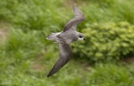 Black-winged petrel | Karetai kapa mangu. Dorsal view of flying adult. Norfolk Island, April 2012. Image © Philip Griffin by Philip Griffin.
