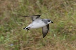 Black-winged petrel | Karetai kapa mangu. Side view adult in flight. Norfolk Island, April 2012. Image © Philip Griffin by Philip Griffin.