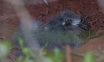 Black-winged petrel | Karetai kapa mangu. Chick. Phillip Island, Off Norfolk Island, April 2012. Image © Philip Griffin by Philip Griffin.