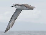 Cook's petrel | Tītī. Adult in flight showing. Near Little Barrier Island, Hauraki Gulf, January 2012. Image © Philip Griffin by Philip Griffin.