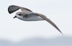 Cook's petrel | Tītī. Adult in flight at sea. Near Little Barrier Island, Hauraki Gulf, January 2012. Image © Philip Griffin by Philip Griffin.