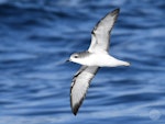 Cook's petrel | Tītī. Adult in flight, ventral. Tutukaka Pelagic out past Poor Knights Islands, July 2021. Image © Scott Brooks, www.thepetrelstation.nz by Scott Brooks.