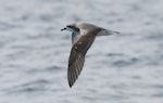 Cook's petrel | Tītī. Adult in flight showing upper wing. Near Mokohinau Islands, Hauraki Gulf, January 2012. Image © Philip Griffin by Philip Griffin.