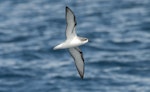 Cook's petrel | Tītī. Ventral view of adult in flight. Near Mokohinau Islands, Hauraki Gulf, January 2012. Image © Philip Griffin by Philip Griffin.