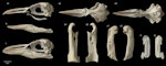 Chatham Island crested penguin. Montage of skeletal elements. Chatham Islands. Image © Te Papa by Jean-Claude Stahl.