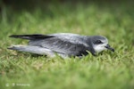 Collared petrel. Grounded fledgling attracted by artificial lights. Te Maruata, Paea, Tahiti, July 2017. Image © Fred Jacq by Fred Jacq.