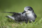 Collared petrel. Grounded fledgling attracted by artificial lights. Te Maruata, Paea, Tahiti, July 2017. Image © Fred Jacq by Fred Jacq.