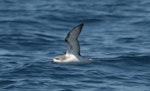 Pycroft's petrel. Adult in flight. Off Whitianga, January 2012. Image © Philip Griffin by Philip Griffin.