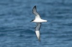 Pycroft's petrel. Ventral view of adult in flight. Off Whitianga, January 2012. Image © Philip Griffin by Philip Griffin.