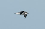 Pycroft's petrel. Adult in flight at sea. Off Whitianga, January 2012. Image © Philip Griffin by Philip Griffin.