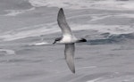 Salvin's prion. Adult in flight. Cooperation Sea, Southern Indian Ocean, December 2011. Image © Sergey Golubev by Sergey Golubev.