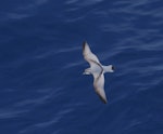 Salvin's prion. Adult at sea. Crozet Islands, December 2015. Image © Colin Miskelly by Colin Miskelly.