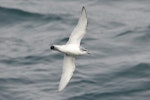 Antarctic prion | Totorore. Ventral view of bird in flight. Scotia Sea, Between South Georgia and Antarctica, December 2015. Image © Cyril Vathelet by Cyril Vathelet.