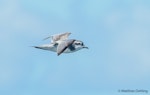 Antarctic prion | Totorore. Adult in flight. At sea off Dunedin, November 2016. Image © Matthias Dehling by Matthias Dehling.