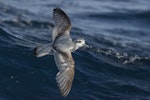 Antarctic prion | Totorore. Adult in flight (dorsal). Off Tutukaka, July 2018. Image © Oscar Thomas by Oscar Thomas.