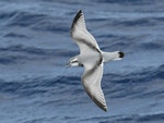 Antarctic prion | Totorore. Adult in flight, dorsal. At sea on route to Kermadec Islands, March 2021. Image © Scott Brooks (ourspot) by Scott Brooks.
