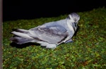 Antarctic prion | Totorore. Adult. Enderby Island, Auckland Islands, February 1988. Image © Graeme Taylor by Graeme Taylor.