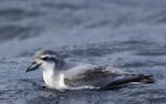 Antarctic prion | Totorore. Adult on water. Off Tutukaka, July 2018. Image © Oscar Thomas by Oscar Thomas.