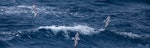 Antarctic prion | Totorore. Adults in flight, dorsal view. Near Macquarie Island, January 2018. Image © Mark Lethlean by Mark Lethlean.