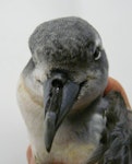 Antarctic prion | Totorore. Adult. Wellington Zoo, July 2011. Image © Alan Tennyson by Alan Tennyson.
