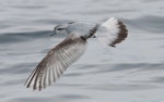 Fairy prion | Tītī wainui. Dorsal view of adult flying. Hauraki Gulf, January 2012. Image © Philip Griffin by Philip Griffin.
