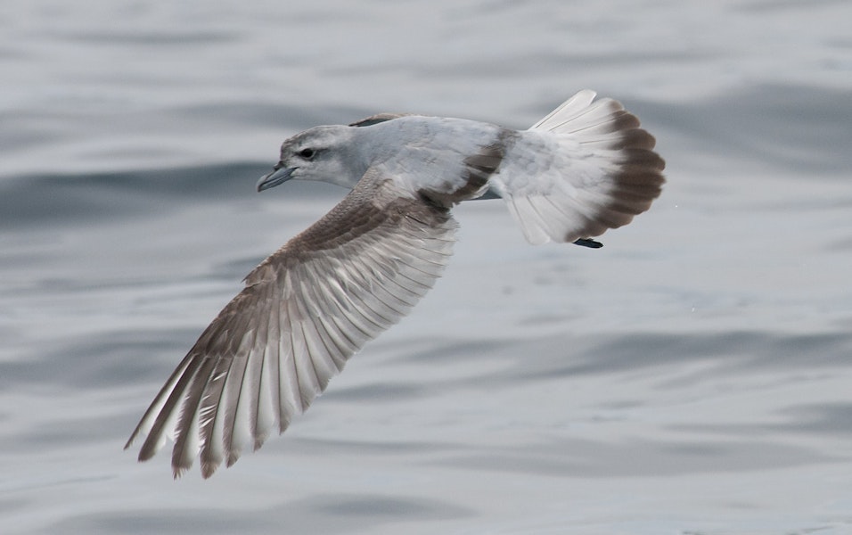 Fairy prion | Tītī wainui. Dorsal view of adult flying. Hauraki Gulf, January 2012. Image © Philip Griffin by Philip Griffin.