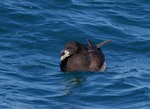 White-chinned petrel | Karetai kauae mā. Adult on water. Kaikoura pelagic, January 2013. Image © Colin Miskelly by Colin Miskelly.