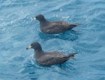 White-chinned petrel | Karetai kauae mā. Adult with Westland petrel in foreground. Cook Strait, April 2016. Image © Alan Tennyson by Alan Tennyson.
