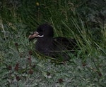 White-chinned petrel | Karetai kauae mā. Adult at breeding colony, showing extent of white chin. Ile aux Cochons, Iles Kerguelen, January 2016. Image © Colin Miskelly by Colin Miskelly.