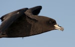 Westland petrel | Tāiko. Close view of adult in flight. Kaikoura pelagic, January 2013. Image © Philip Griffin by Philip Griffin.