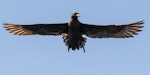 Black petrel | Tāiko. Adult in flight. Outer Hauraki Gulf, December 2015. Image © Martin Sanders by Martin Sanders.
