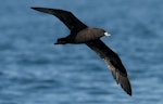 Black petrel | Tāiko. Ventral view of adult in flight. Off Whitianga, March 2012. Image © Philip Griffin by Philip Griffin.