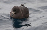 Black petrel | Tāiko. Front view of adult on water. Hauraki Gulf, January 2012. Image © Philip Griffin by Philip Griffin.