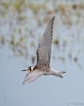 Black tern. Juvenile in flight. Bassett, Nebraska, USA, July 2020. Image © David Rintoul by David Rintoul.