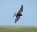 Black tern. Breeding adult in flight. Bassett, Nebraska USA, July 2020. Image © David Rintoul by David Rintoul.