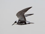 Black tern. Moulting adult in flight. Manhattan, Kansas, USA, June 2019. Image © David Rintoul by David Rintoul.