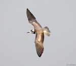 Black tern. Moulting adult in flight. Quivira National Wildlife Refuge, Kansas, USA, June 2019. Image © David Rintoul by David Rintoul.