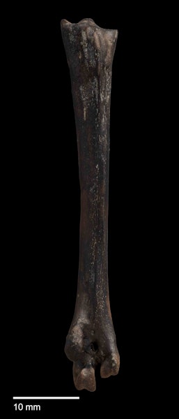 Bannockburn crake. Holotype (right tarsometatarsus, plantar view), CM 2013.18.756. Image © Jacob Blokland by Jacob Blokland.