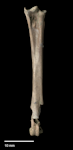 Livezey’s rail. Holotype associated tarsometatarsus (dorsal view). NMNZ S.047156. Image © Te Papa by Jean-Claude Stahl.