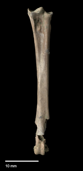 Livezey’s rail. Holotype associated tarsometatarsus (dorsal view). NMNZ S.047156. Image © Te Papa by Jean-Claude Stahl.
