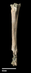 Livezey’s rail. Holotype associated tarsometatarsus (plantar view). NMNZ S.047156. Image © Te Papa by Jean-Claude Stahl.