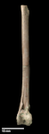 Livezey’s rail. Holotype associated left tibiotarsus (cranial view). NMNZ S.047156. Image © Te Papa by Jean-Claude Stahl.