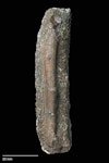 Stilwell’s penguin. Holotype radius, NMNZ S.047312. Image © Te Papa by Jean-Claude Stahl.