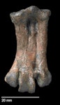 Stilwell’s penguin. Holotype tarsometatarsus, NMNZ S.047312 (dorsal view). Image © Te Papa by Jean-Claude Stahl.