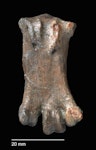 Stilwell’s penguin. Holotype tarsometatarsus, NMNZ S.047312 (plantar view). Image © Te Papa by Jean-Claude Stahl.