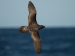 Wedge-tailed shearwater. Dorsal view of adult in flight. Off Norfolk Island, April 2012. Image © Philip Griffin by Philip Griffin.